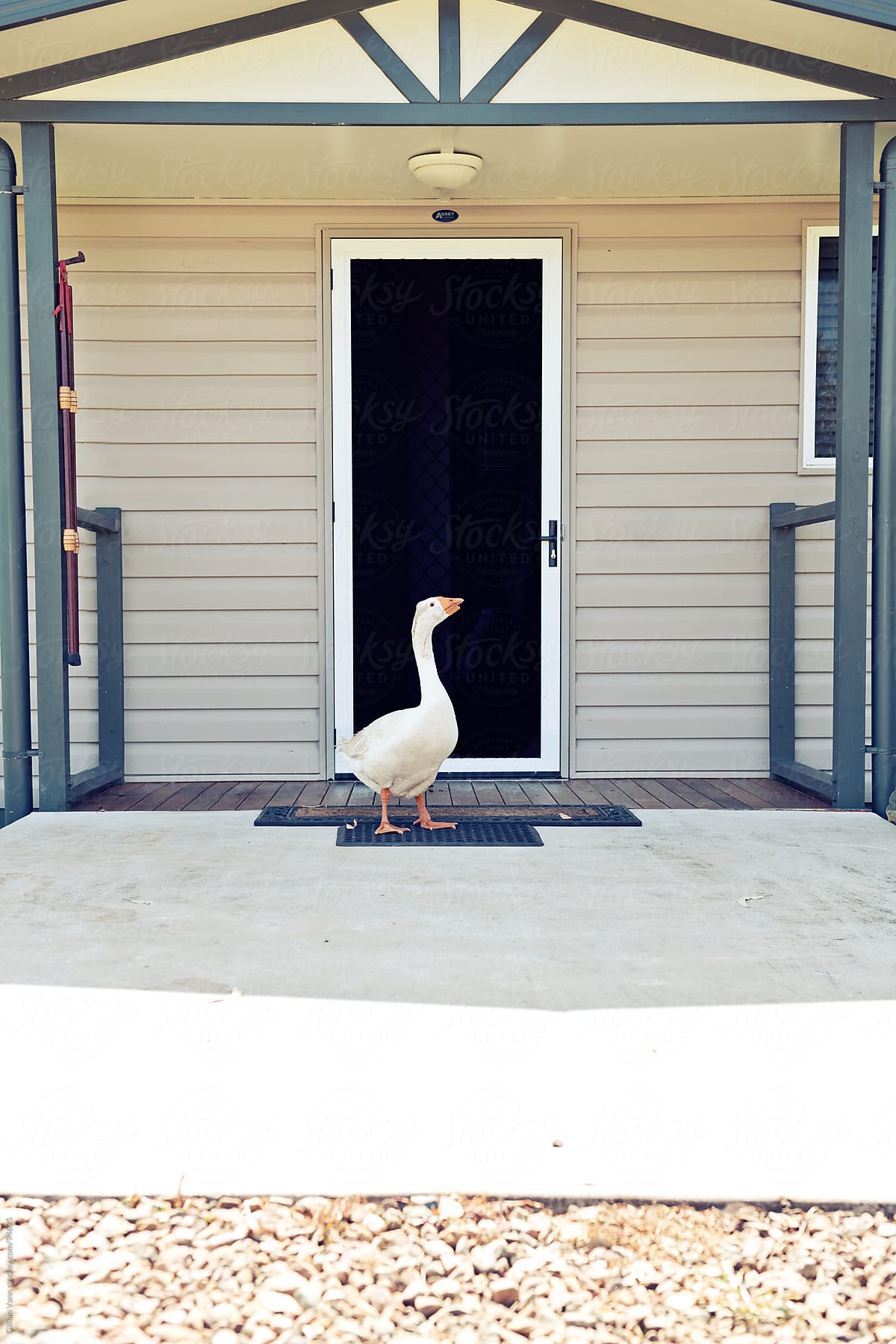 goose at the front door