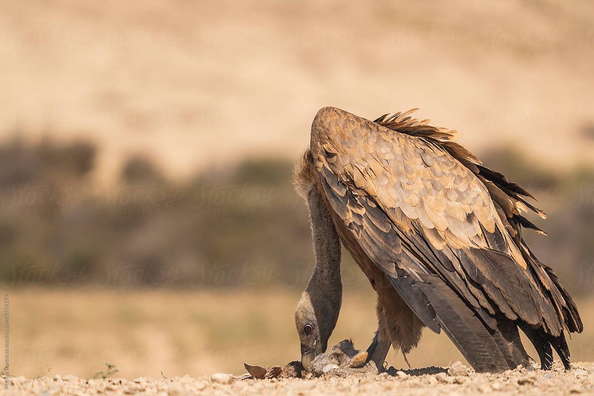 Griffon Vulture Eats A Dead Rabbit In A Desert