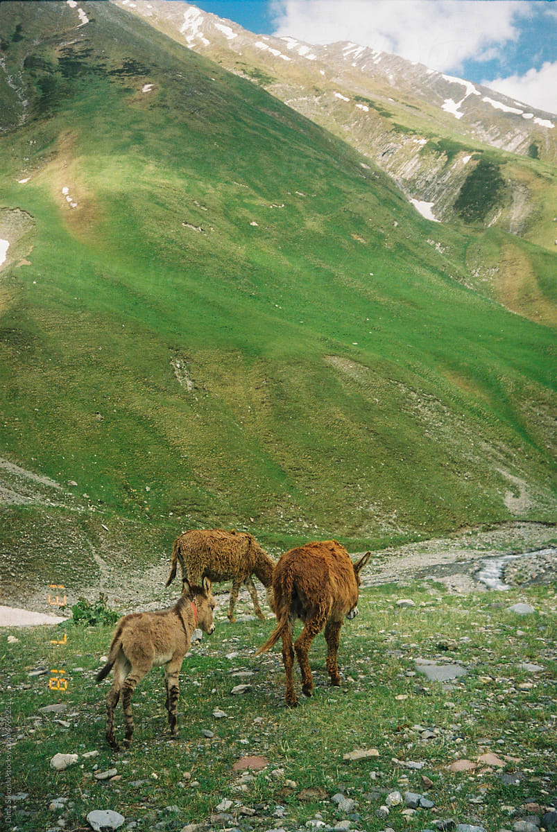 Wild donkeys in the beautiful Caucasus mountains