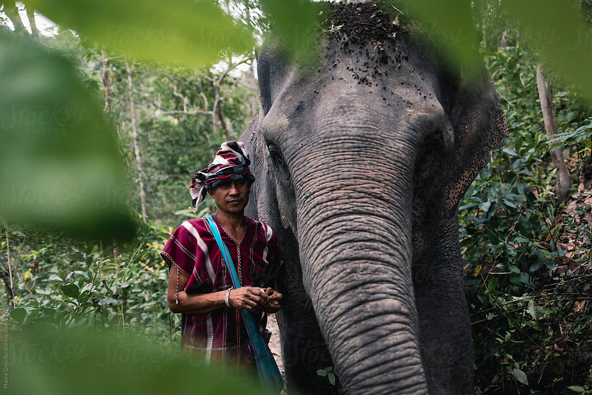 Man with an Elephant in the jungle