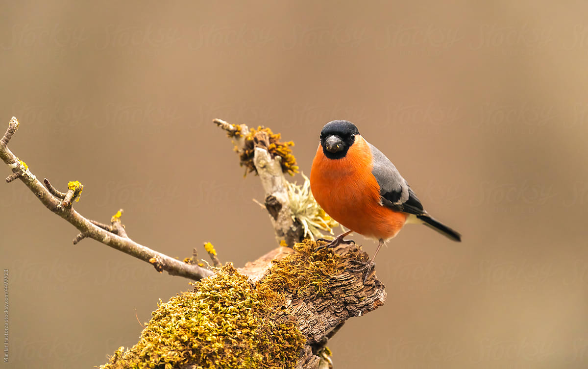 Beautiful Bullfinch Perched On A Branch