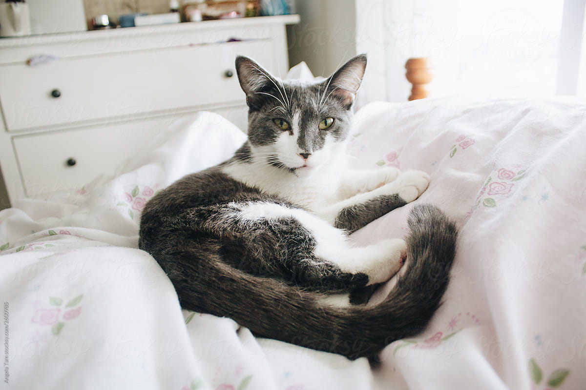 Stock Photo of a Grey and White Kitten Resting on the Bed and Staring into the Camera