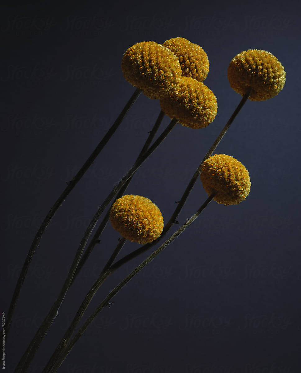 Natural Yellow Dried Flowers