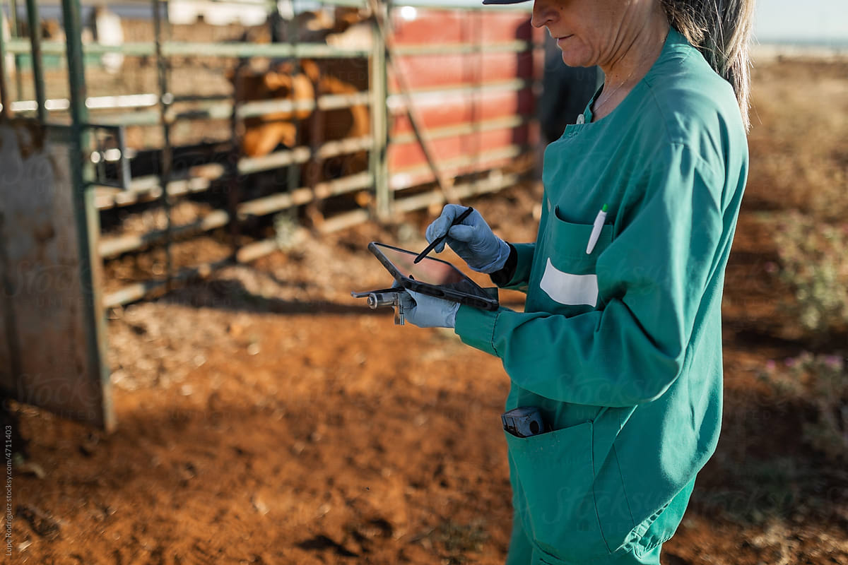 veterinary woman checking some cows in a ranch