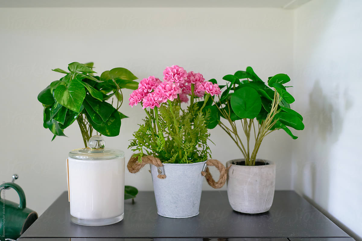 Three pot plants as decor of kitchen