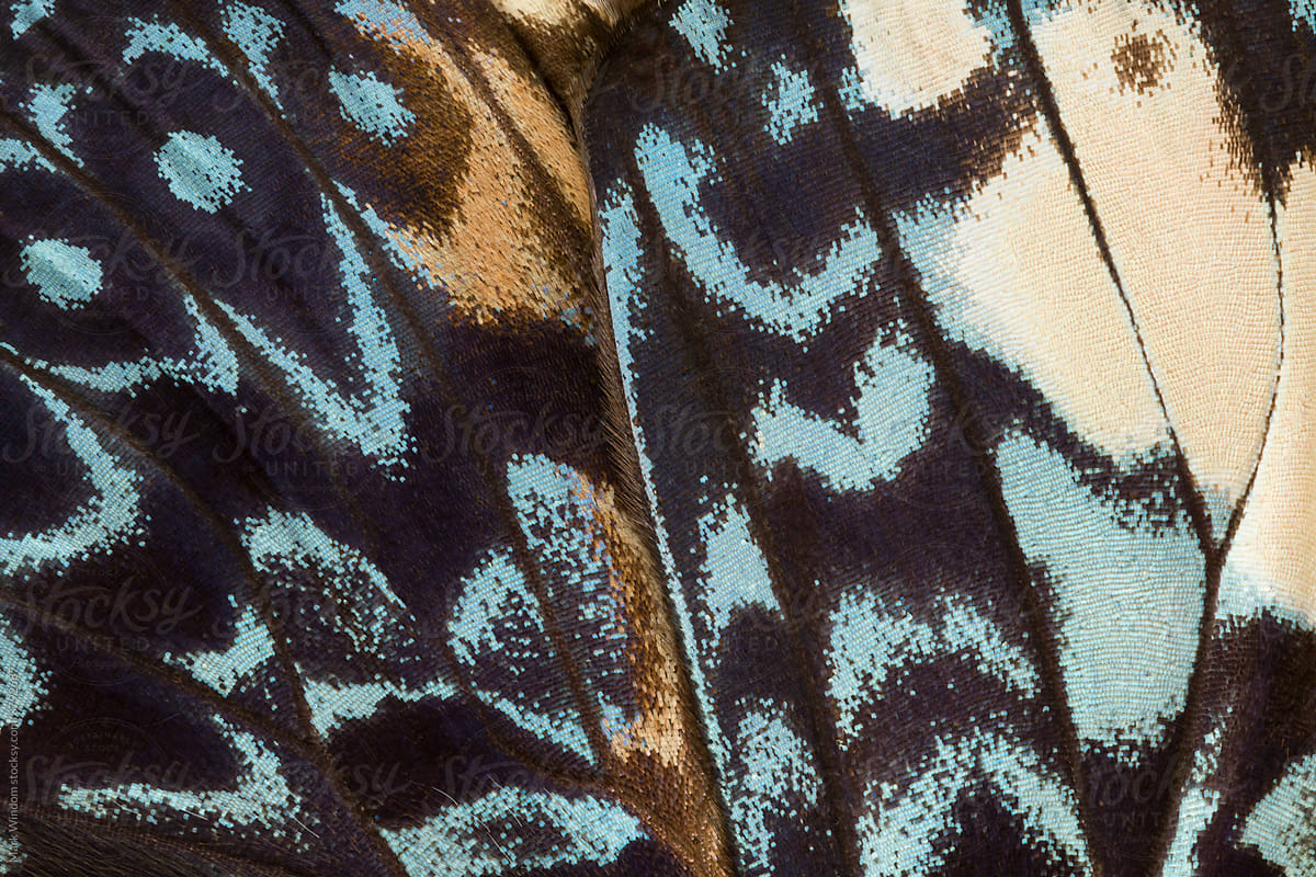 Butterfly wing abstract, close up