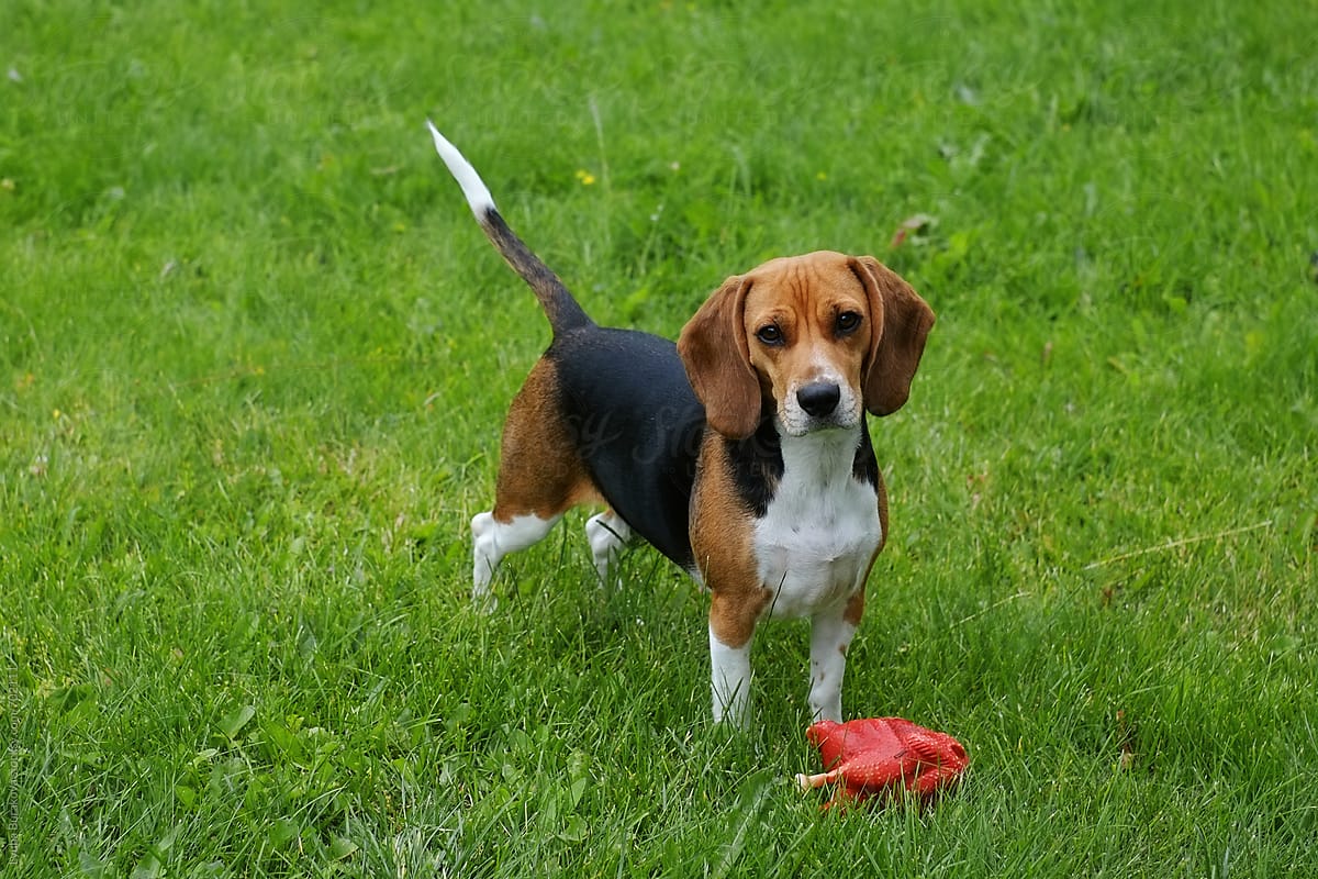 Beagle wants to play