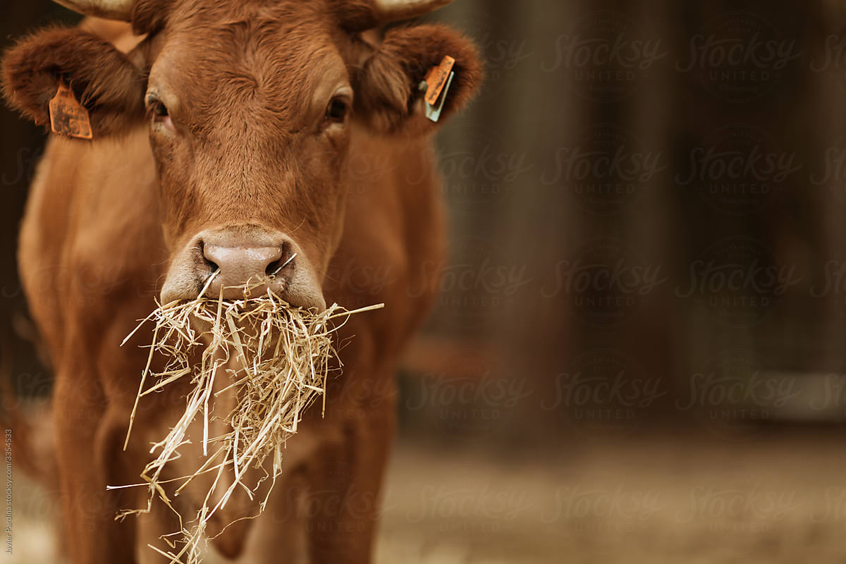 Cows Eating Straw. by Stocksy Contributor Javier Pardina - Stocksy