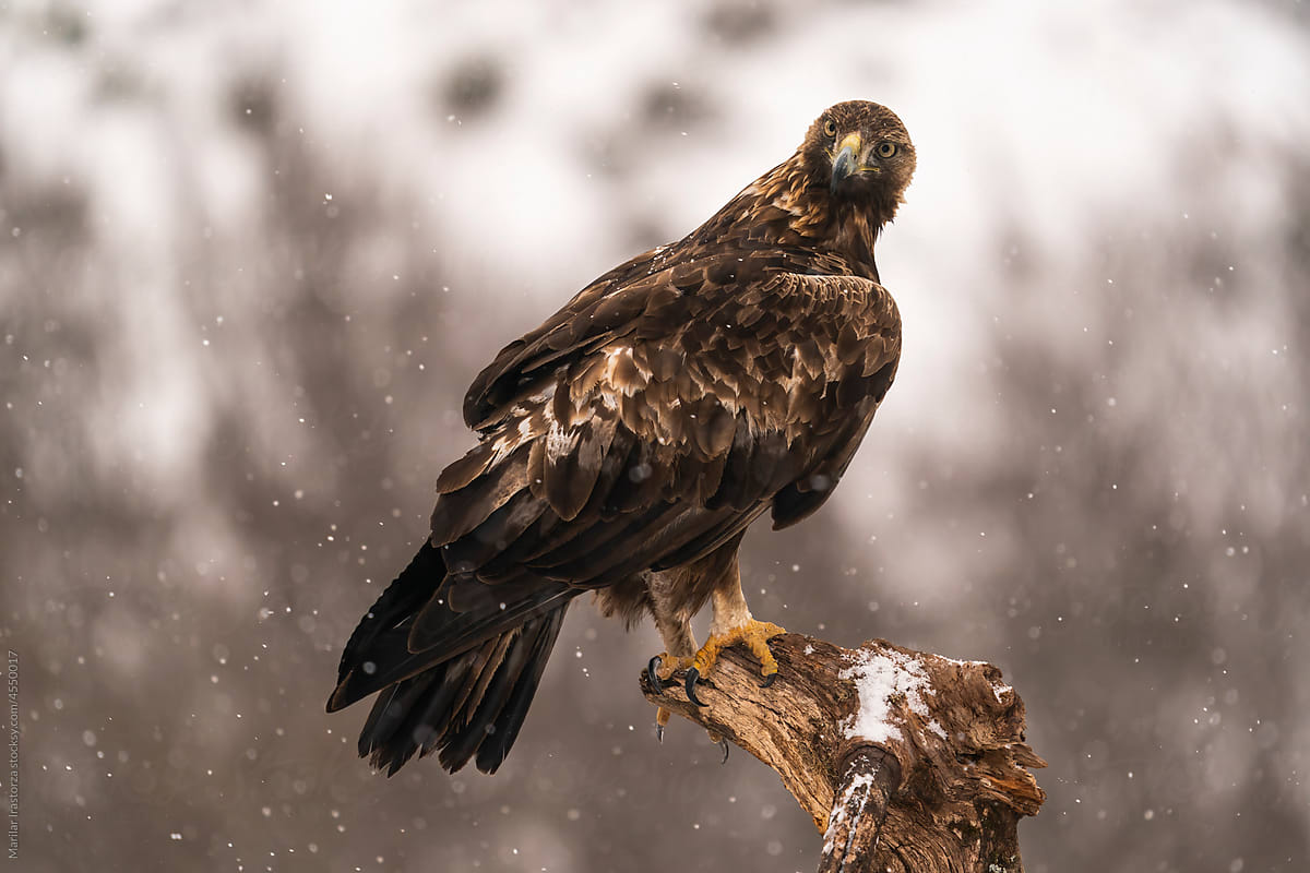 Golden Eagle Looking At The Camera Under A Snowfall