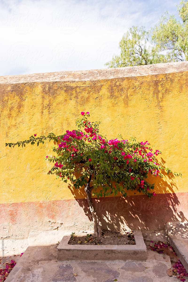 Bougainvillea Tree Growing Next To A Yellow Wall