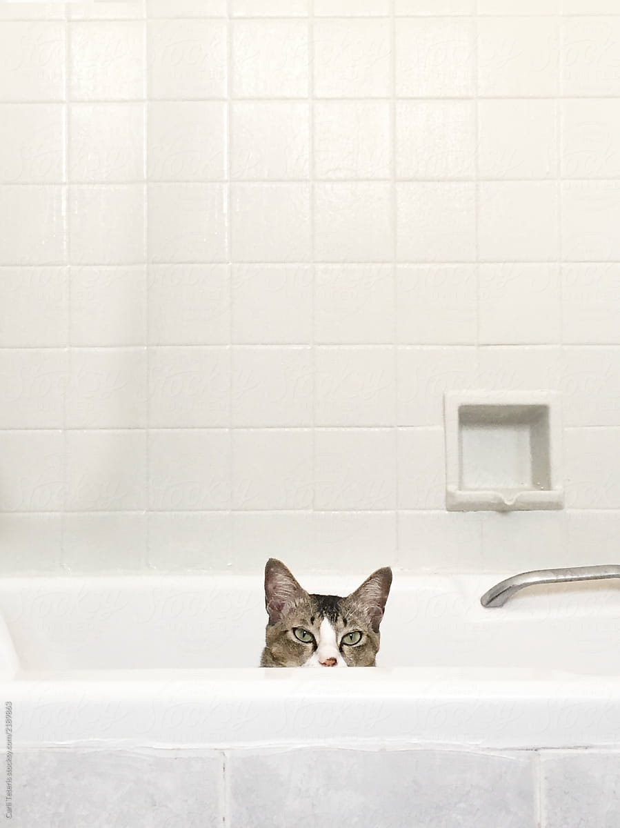 Cat peeking out of a bathtub