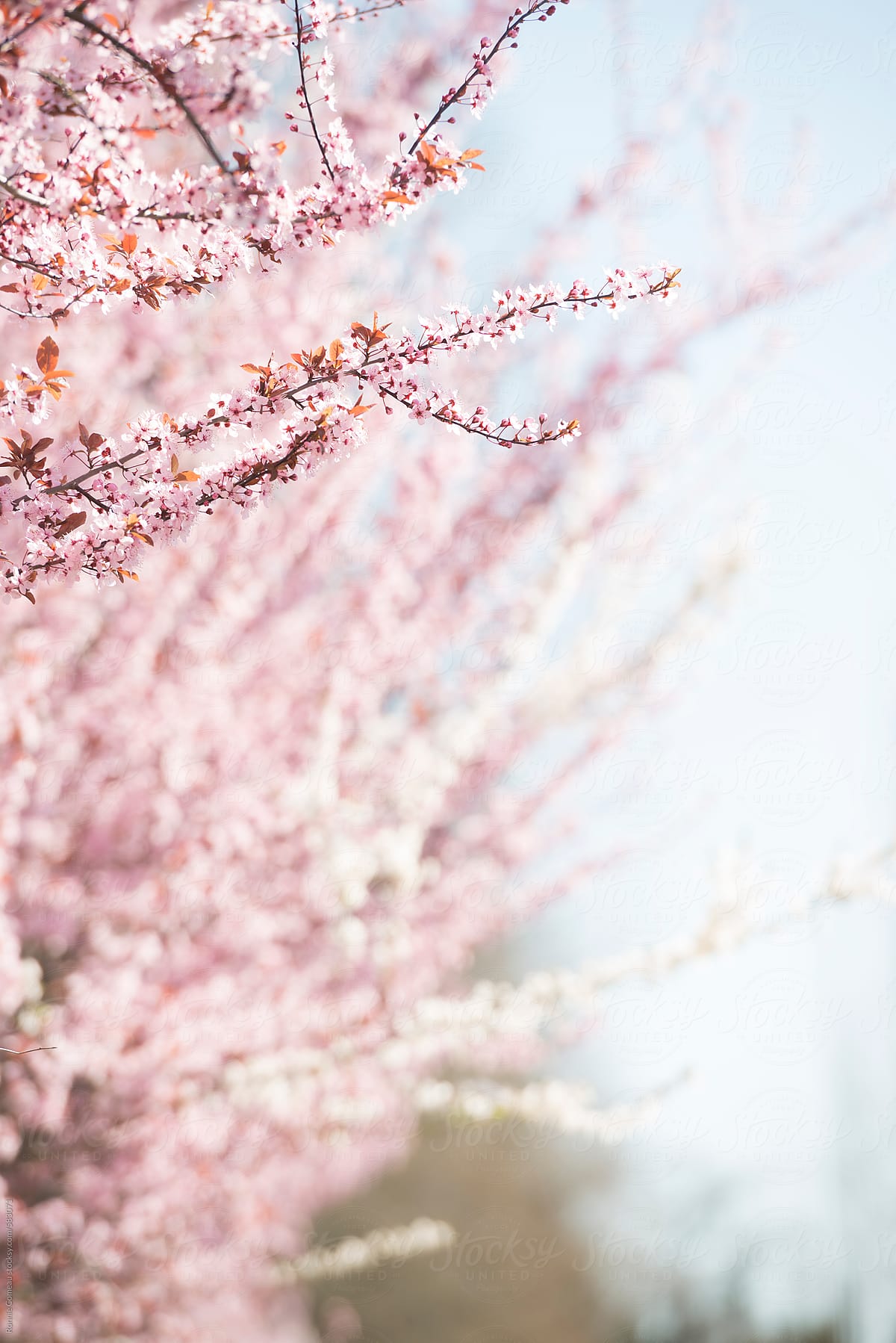Pink Cherry Blossoms By Stocksy Contributor Ronnie Comeau Stocksy