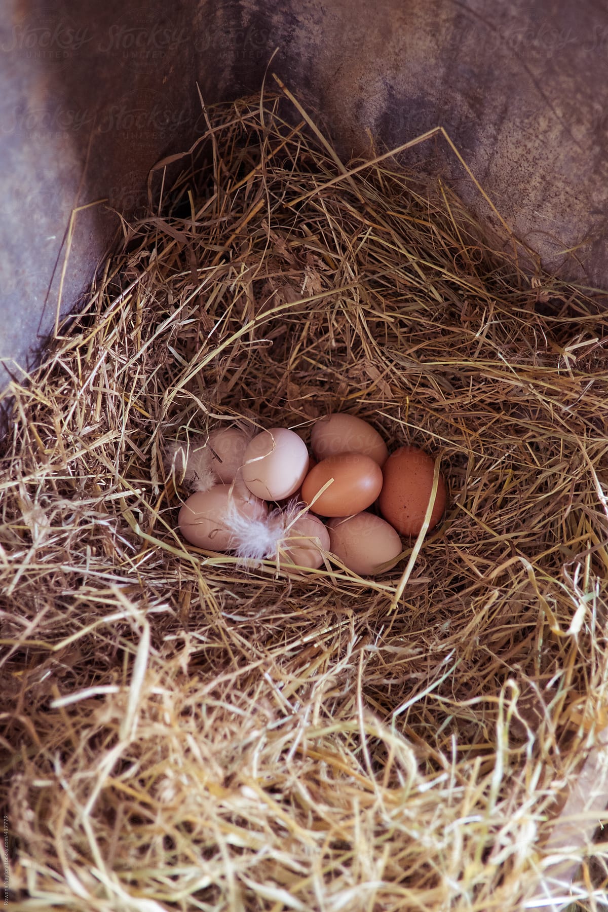 Free Range Chicken Eggs on a nest