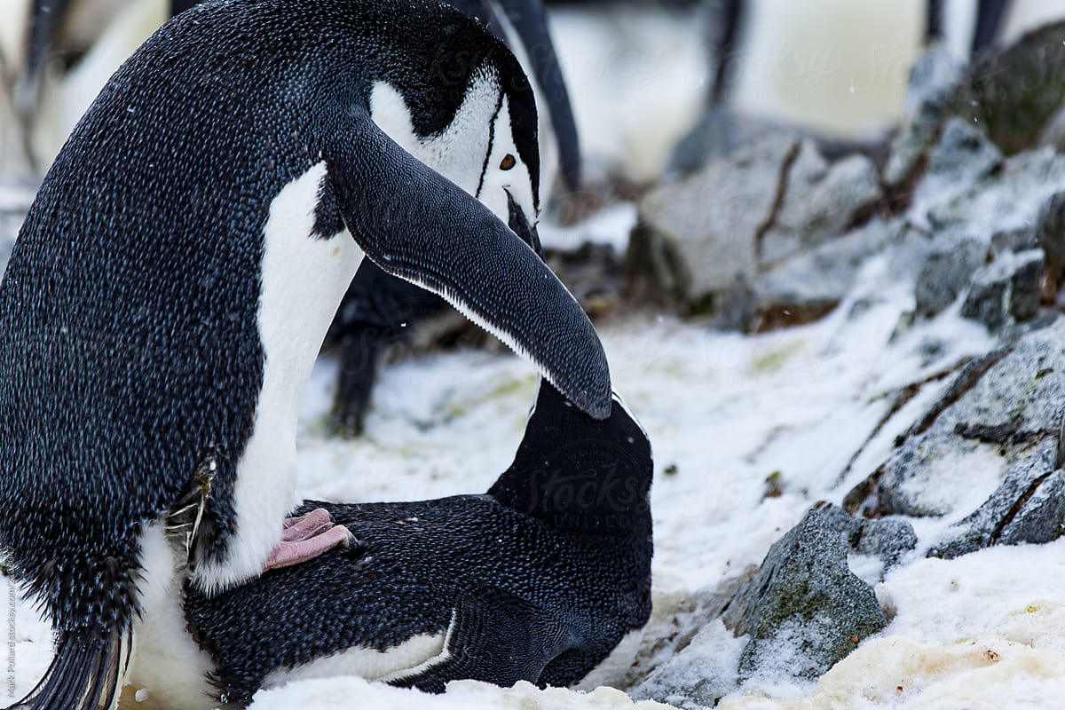 Two Penguins Mating