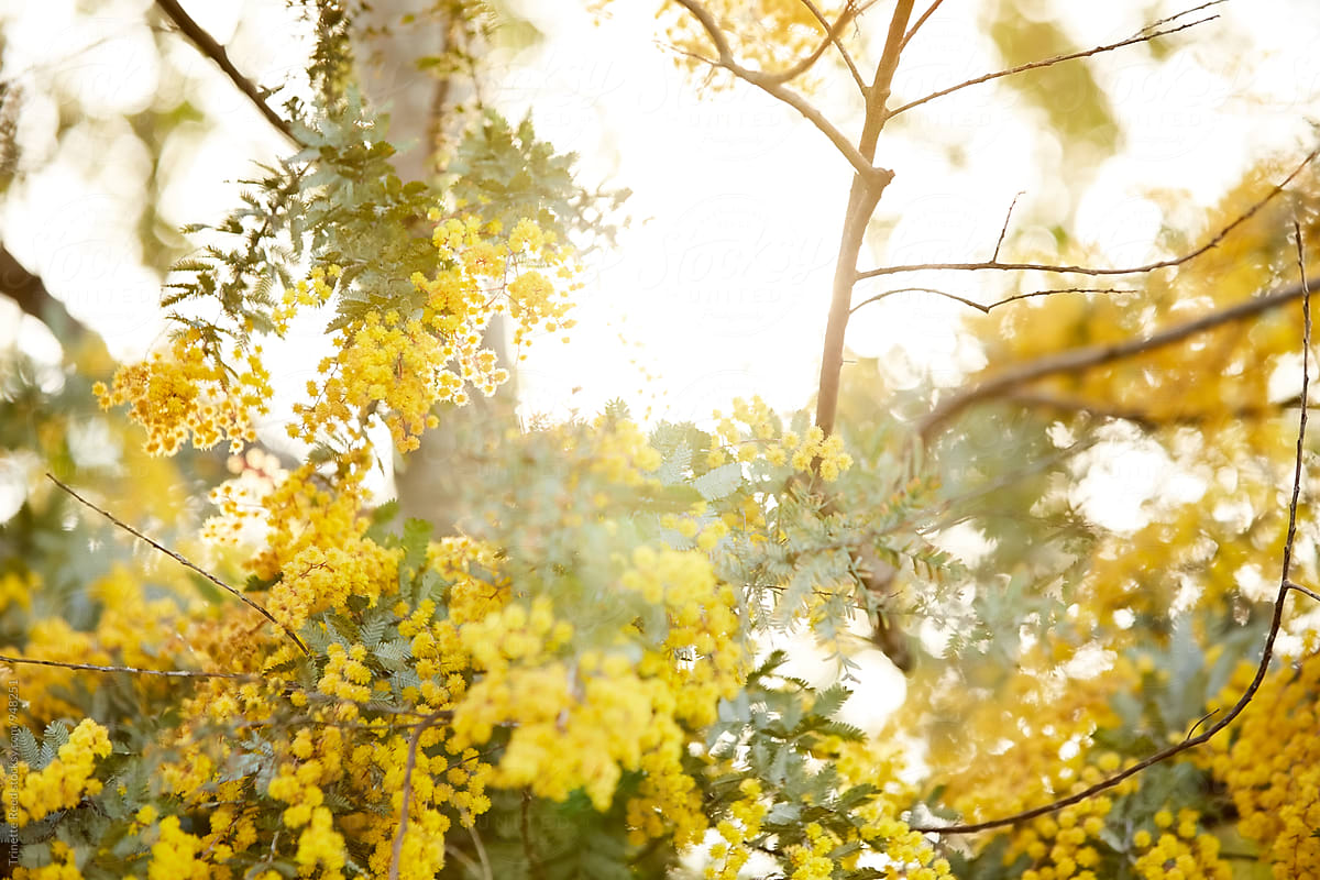 Yellow flowers on tree at sunset