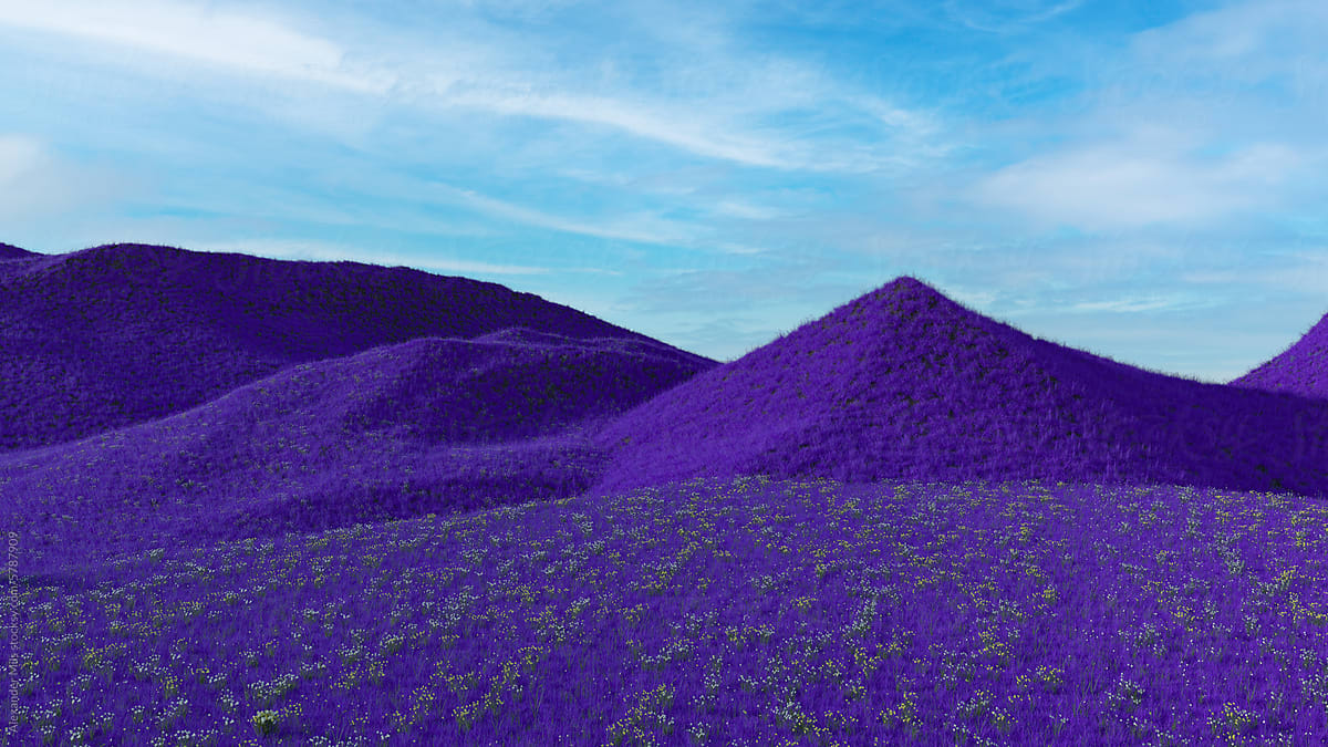 Purple Grass FIeld
