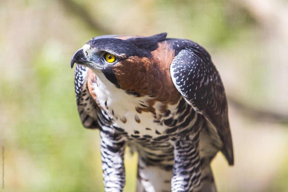 Ornate Hawk Eagle By Nathan French Stocksy United