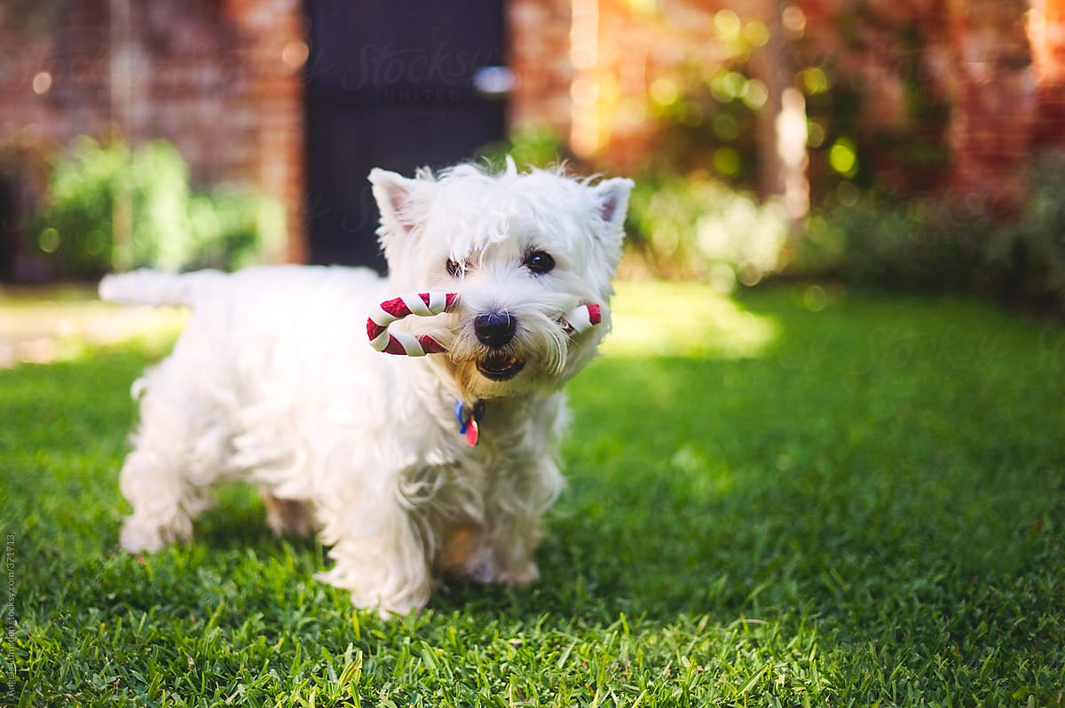 West Highland terrier happy to have a dog treat candy cane in her mouth