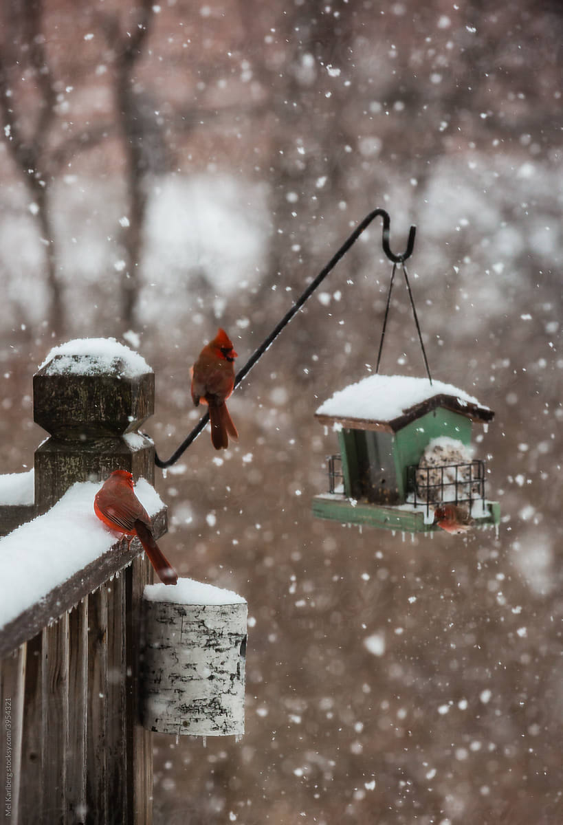 Bird feeder during snow fall