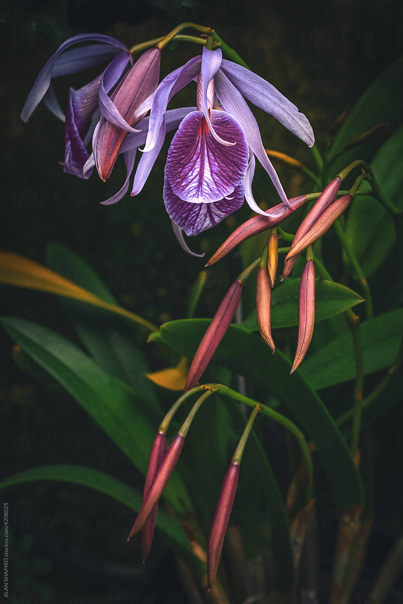 Purple Orchid in bloom