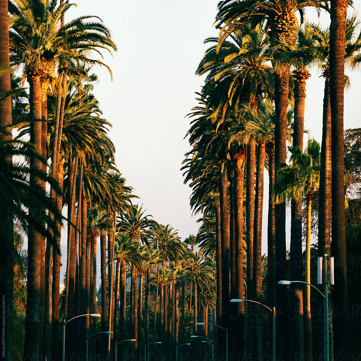 Los Angeles Palm Trees in Warm Sunset Light