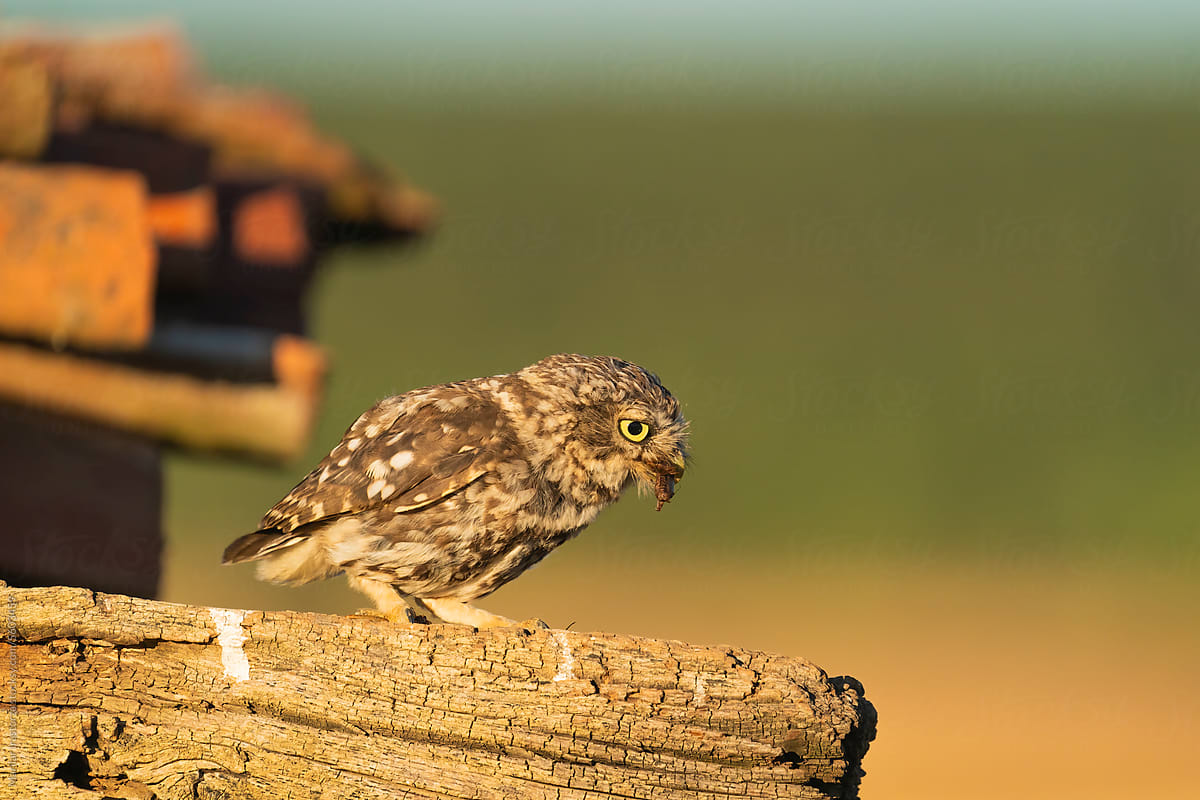 Little Owl Eating An Insect At Sunset