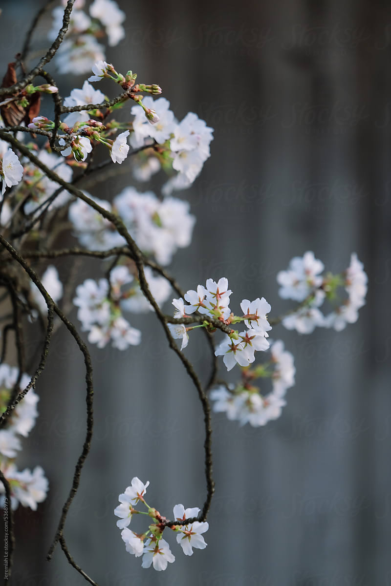 White cherry blossom branch