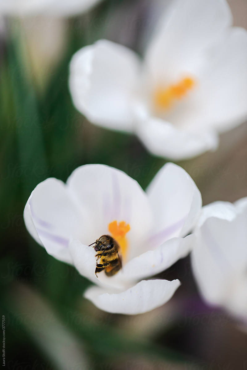 Bee inside crocus flower