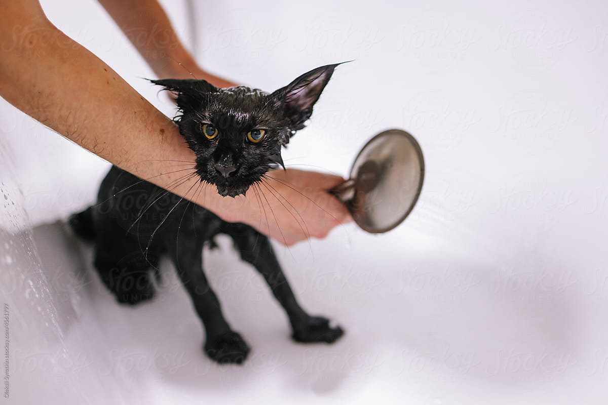 Anonymous wash cat bath