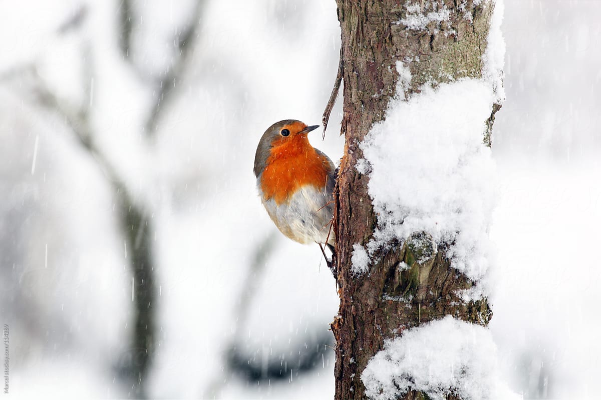 Red robin in the snow