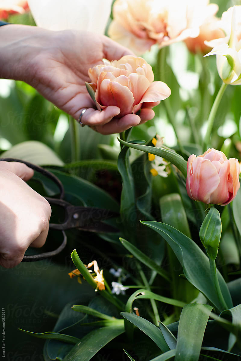 Cutting tulip with scissors in flower bed