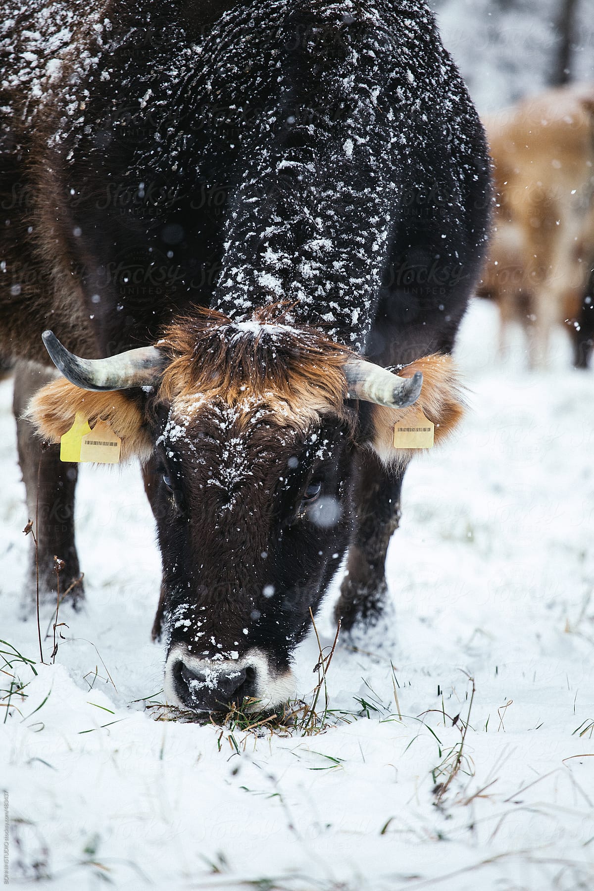 Big cows on a snowy forest.
