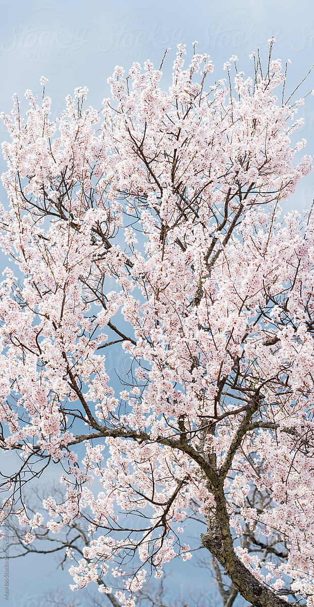 Blooming cherry in Japan