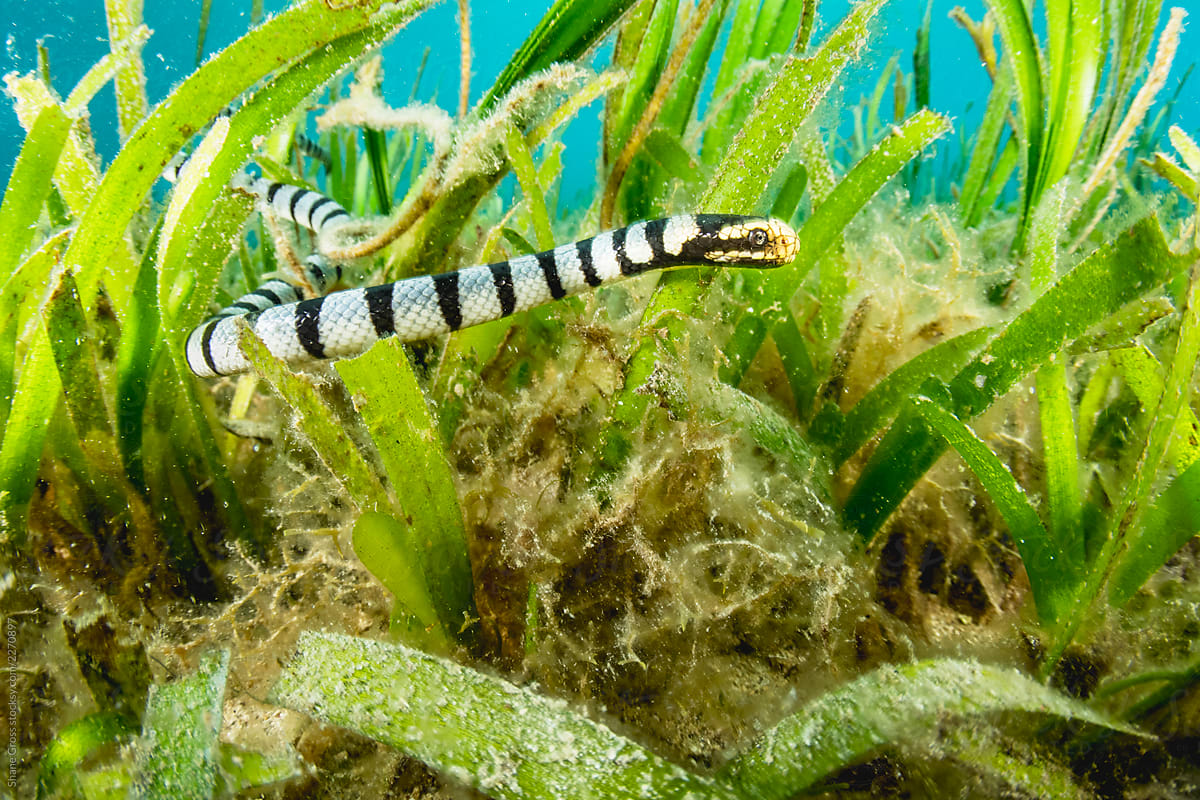Sea Snake in the Seagrass