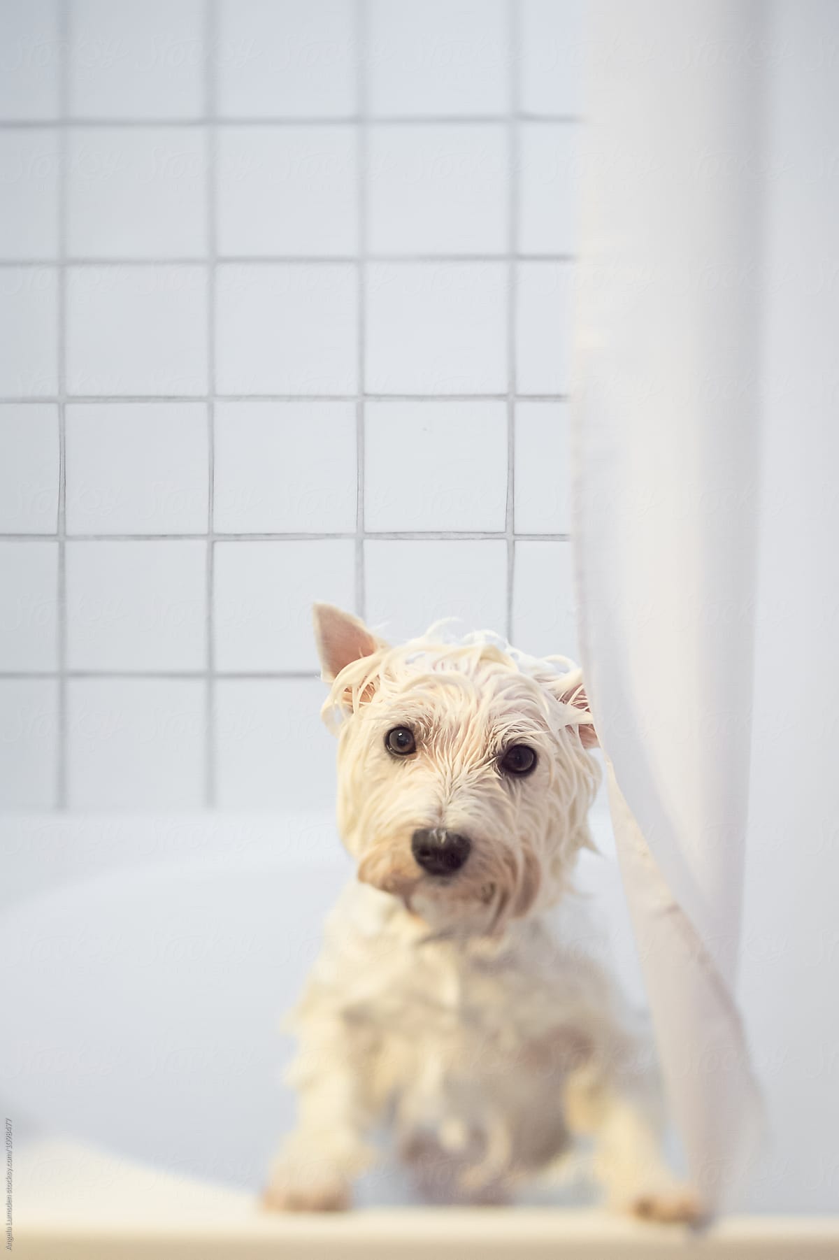 Wet white dog in a white tiled bathroom