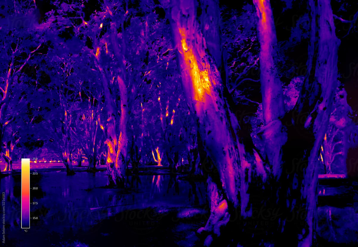 Heat stress on trees, global heating, thermal infra-red natural world