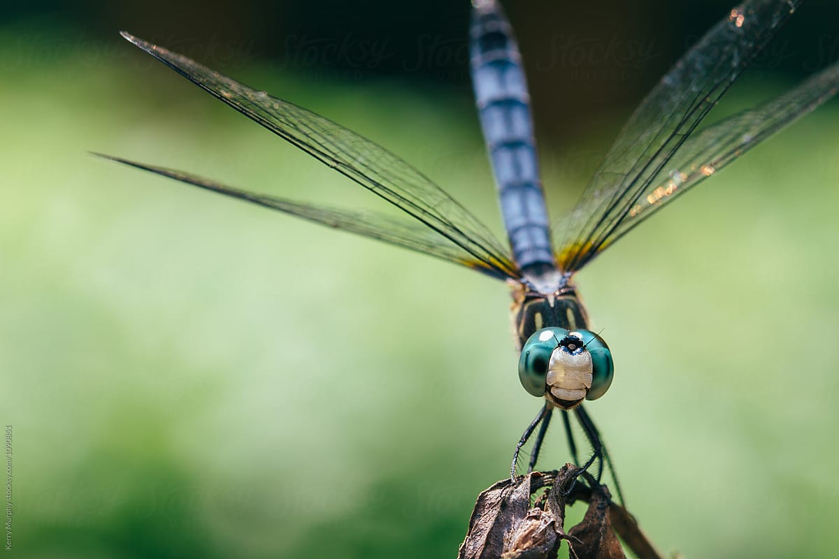 Blue skimmer dragonfly macro