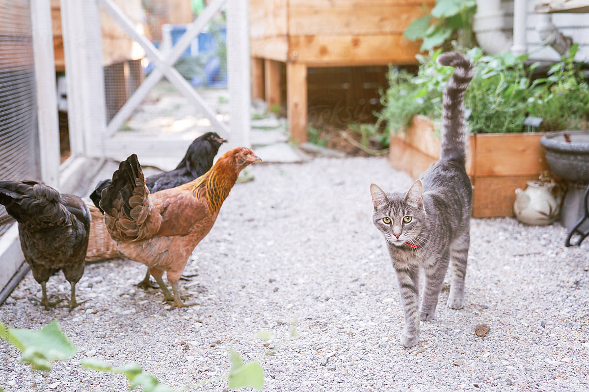 urban farm and chicken friends