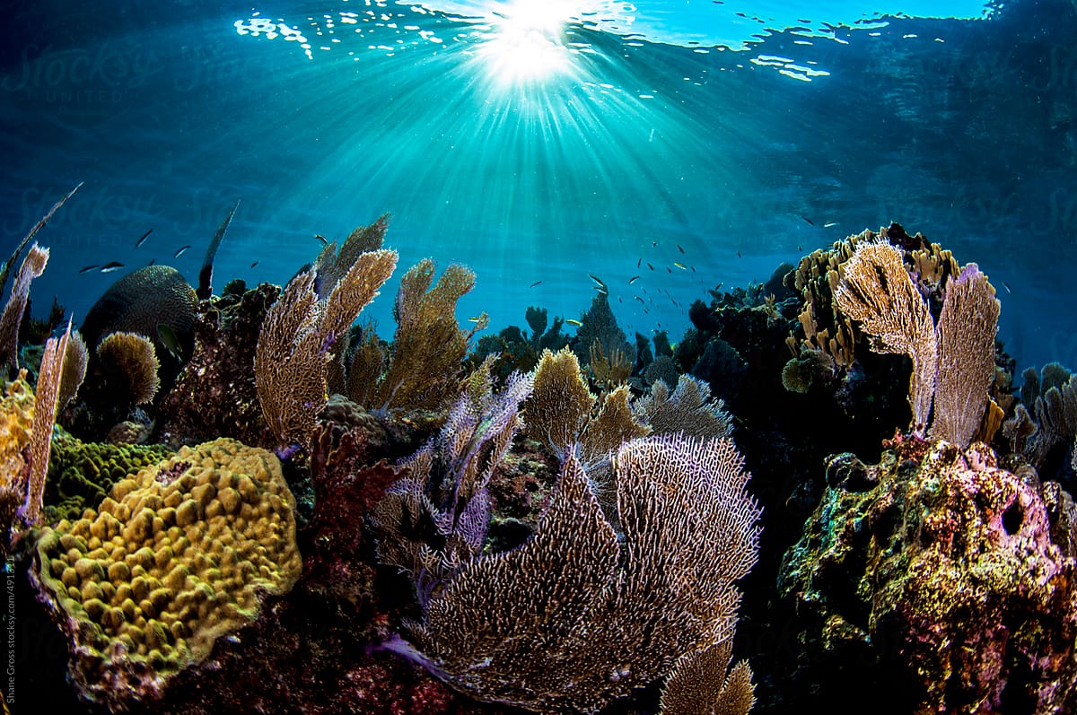 Colorful Coral Reef Scene