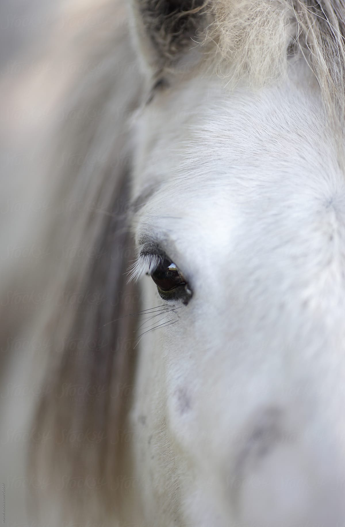 Close up of the face and eye of a pretty white pony horse