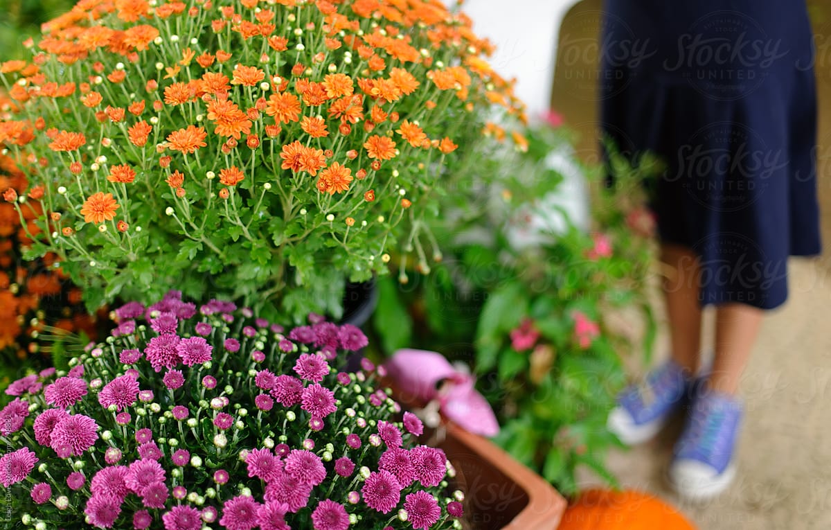 Pots of Orange and Purple Mums With Child in Background