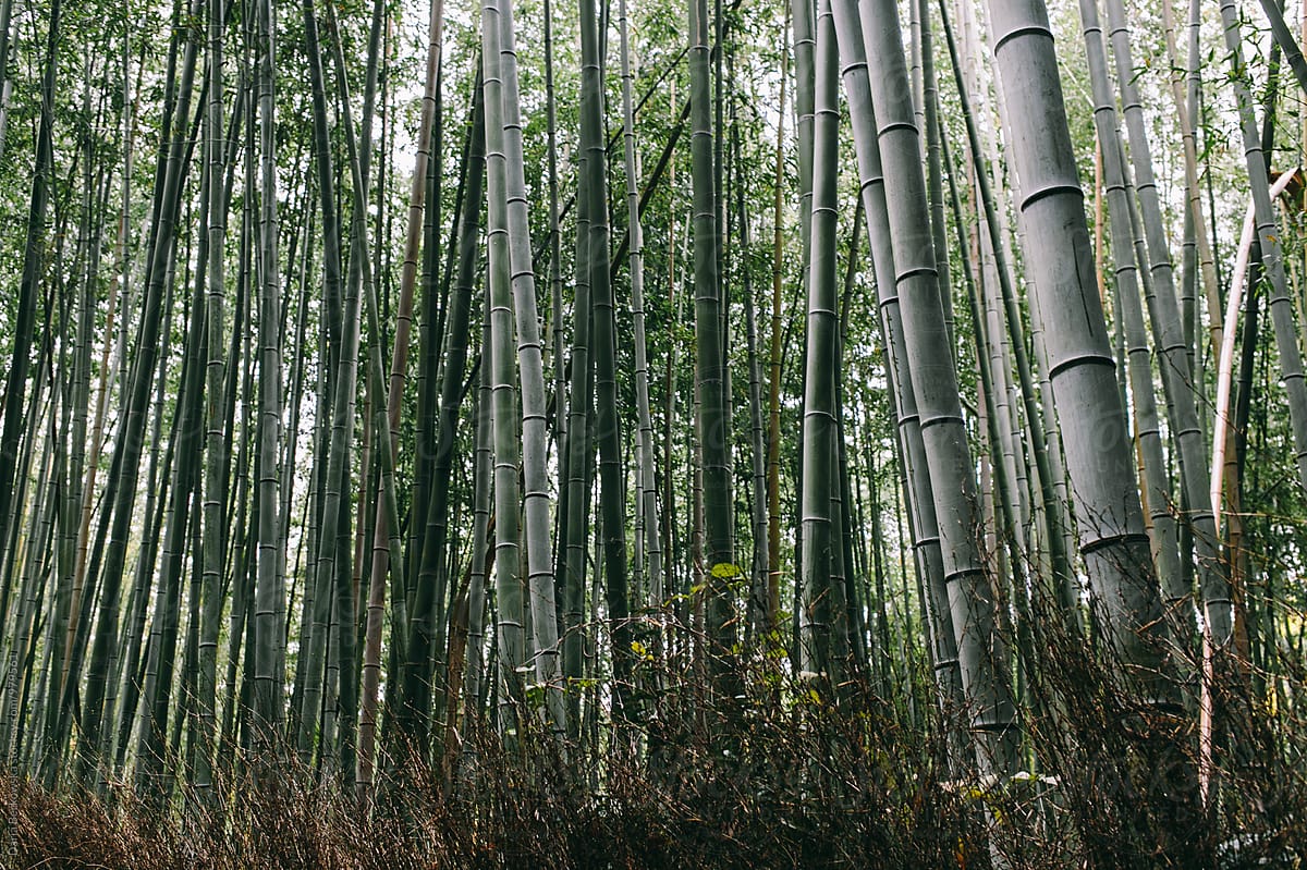 Arashiyama Bamboo Grove, Japan