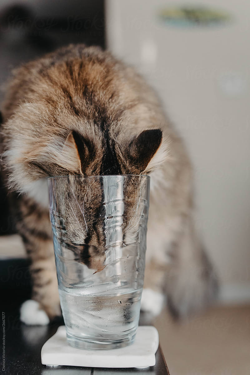 A cat drinking water out of a glass
