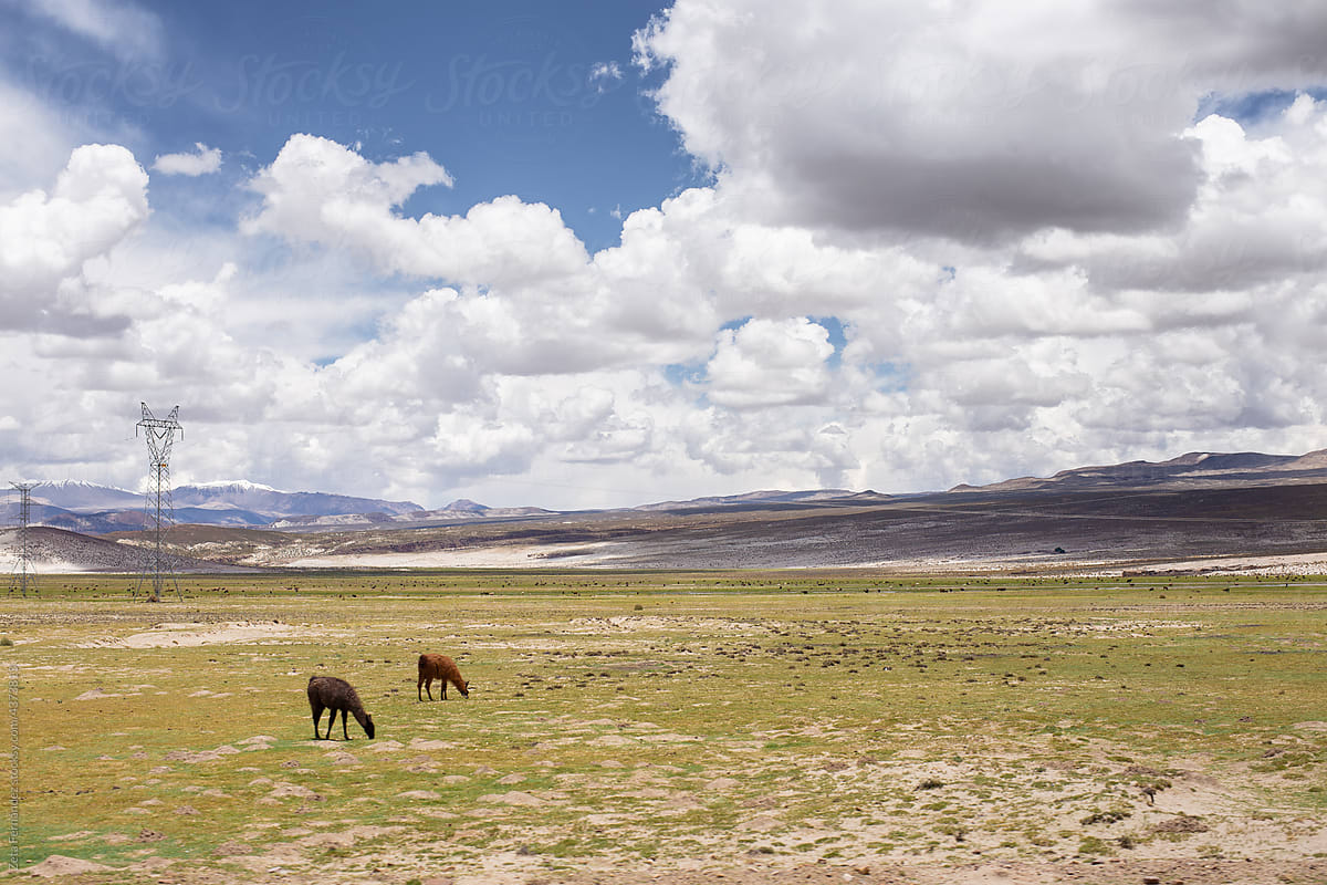 animals grazing in the Bolivian highlands