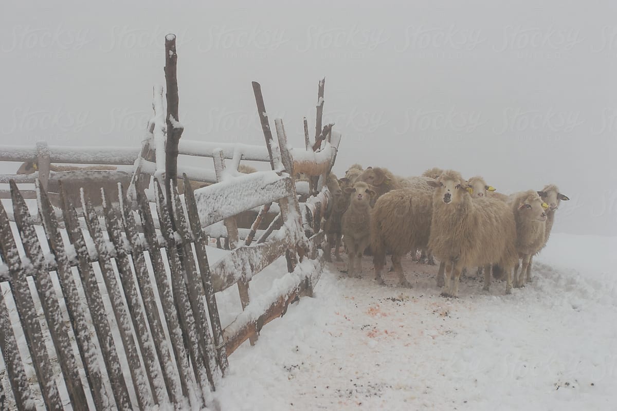 Group of Domesticated Sheep in Mist
