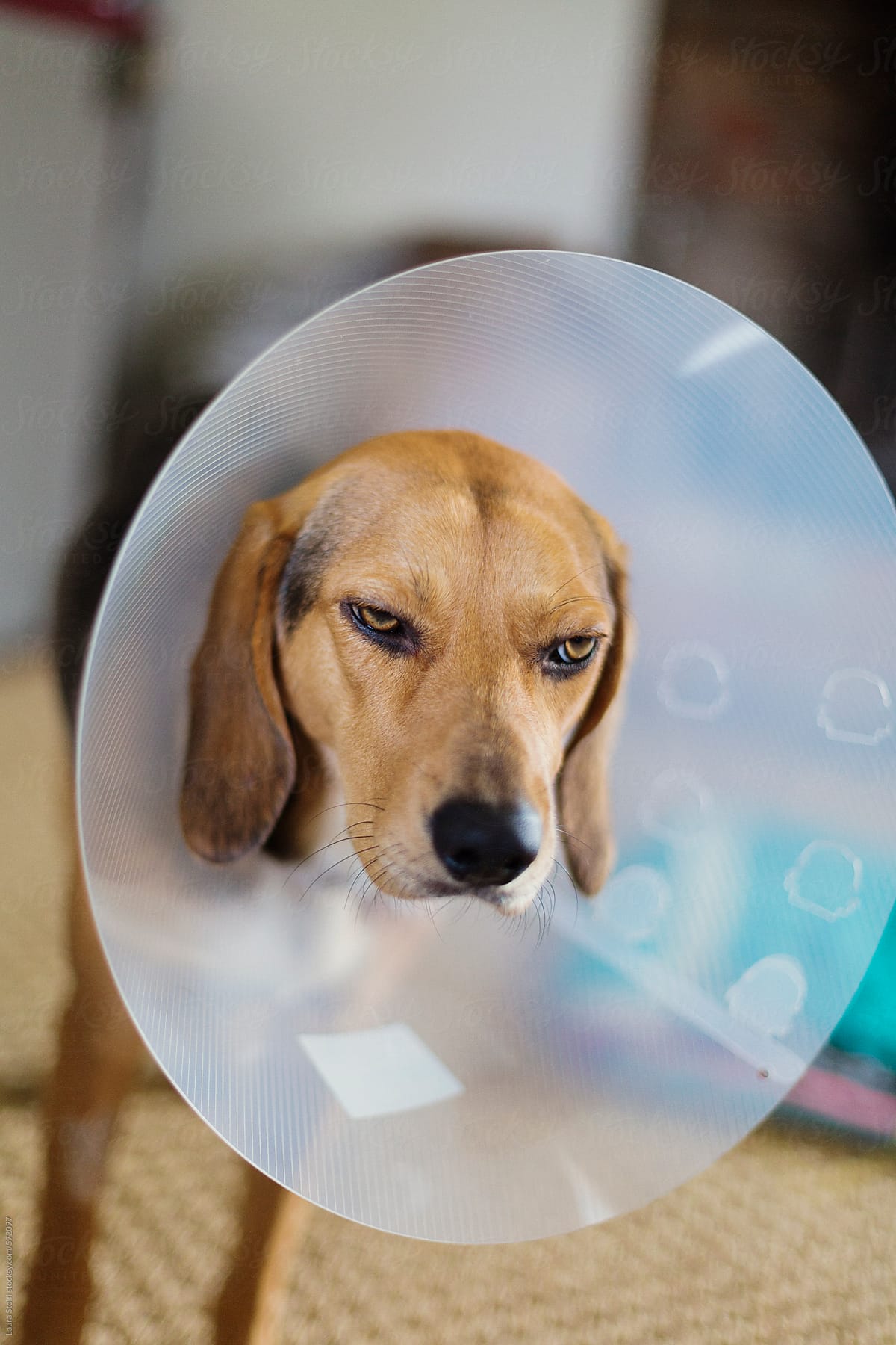 Dog looks really annoyed while wearing e-collar medical device
