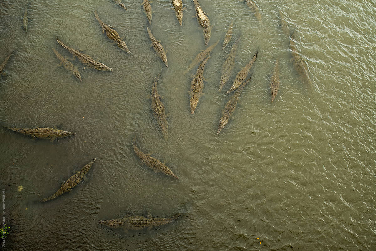 family of crocodiles seen from above waiting for food in a river