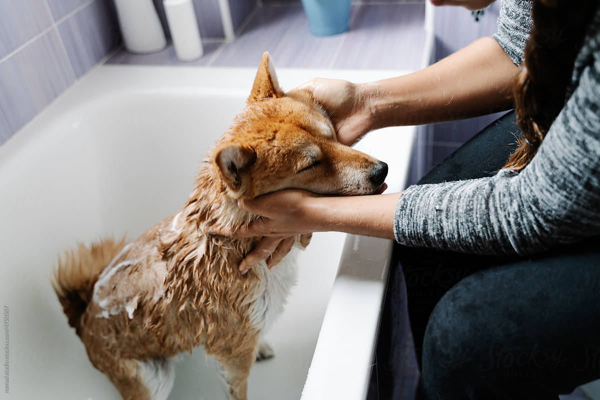 Woman bathing her dog in the bathtub.