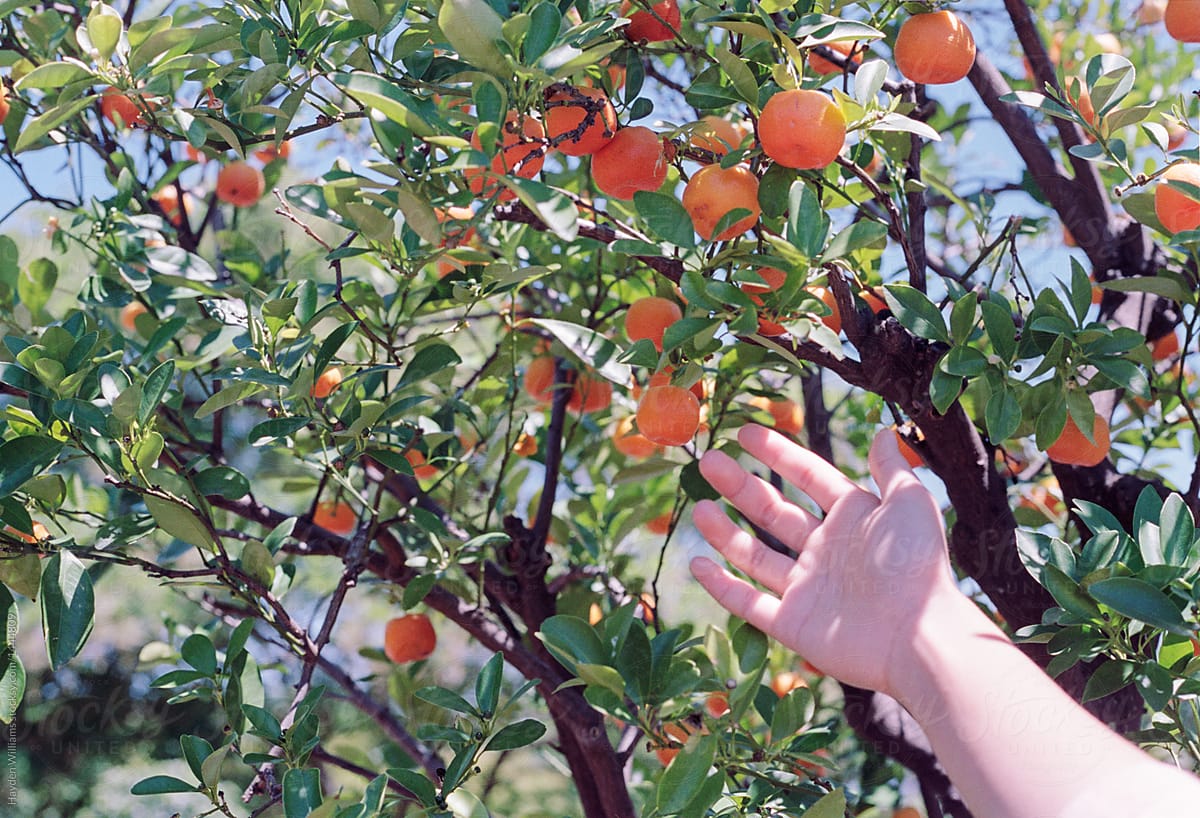 Hand reaching towards an orange tree on a bright sunny day