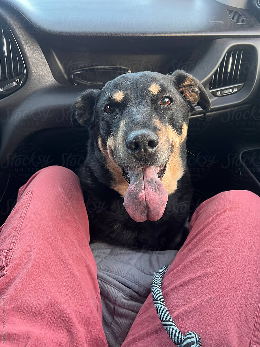 UGC Dog sitting between legs in car